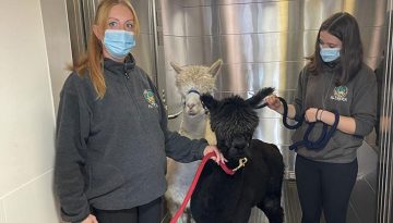 alpaca visit sherrington house - altreka