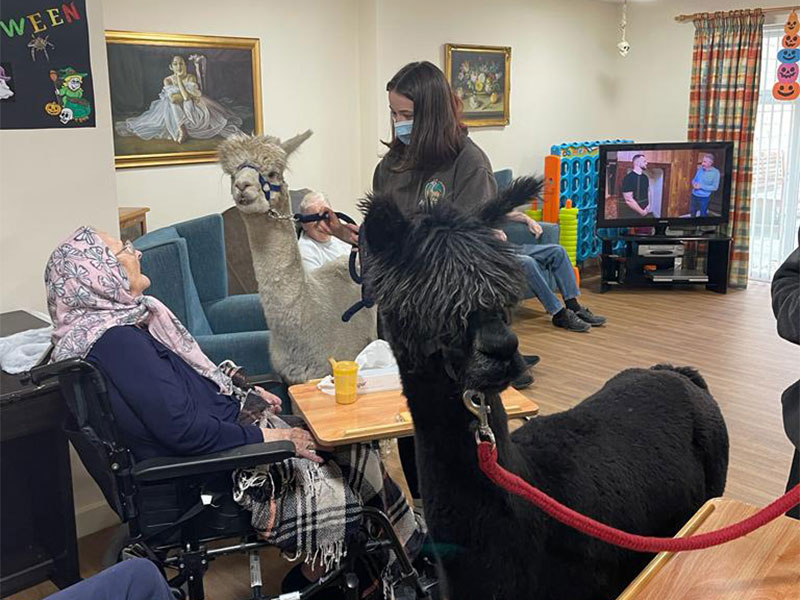alpaca visit sherrington house nursing home lift