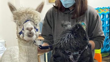 alpaca visit lister house nursing home bradford