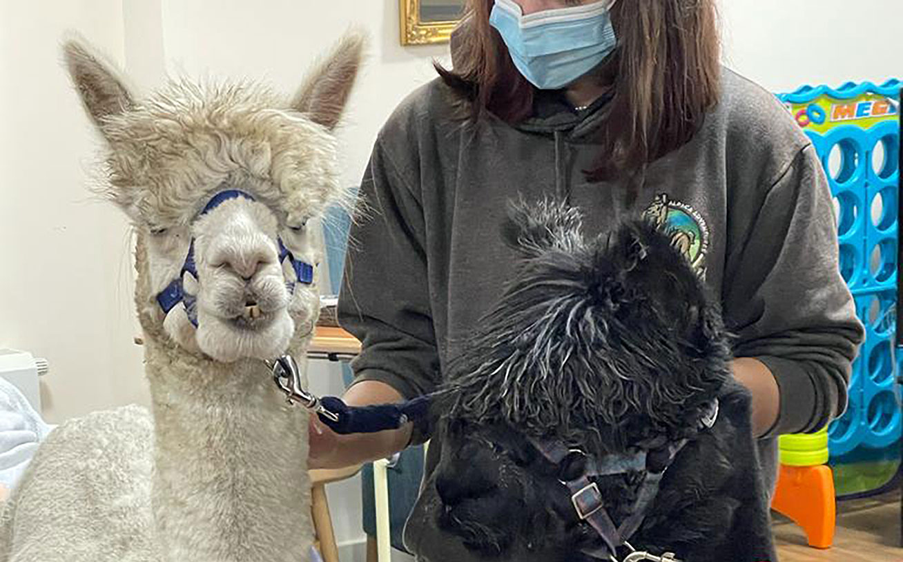 alpaca visit lister house nursing home bradford