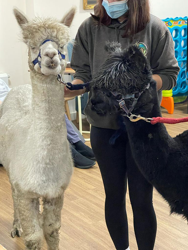 alpaca visit lister house nursing home bradford