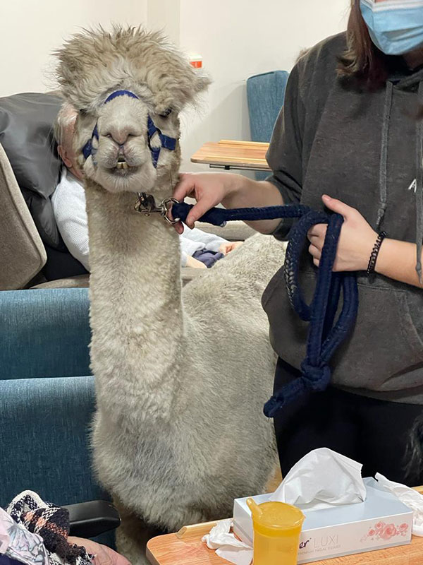alpaca visit lister house nursing home bradford