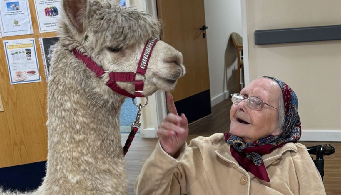 adorable alpacas visit care home clients main