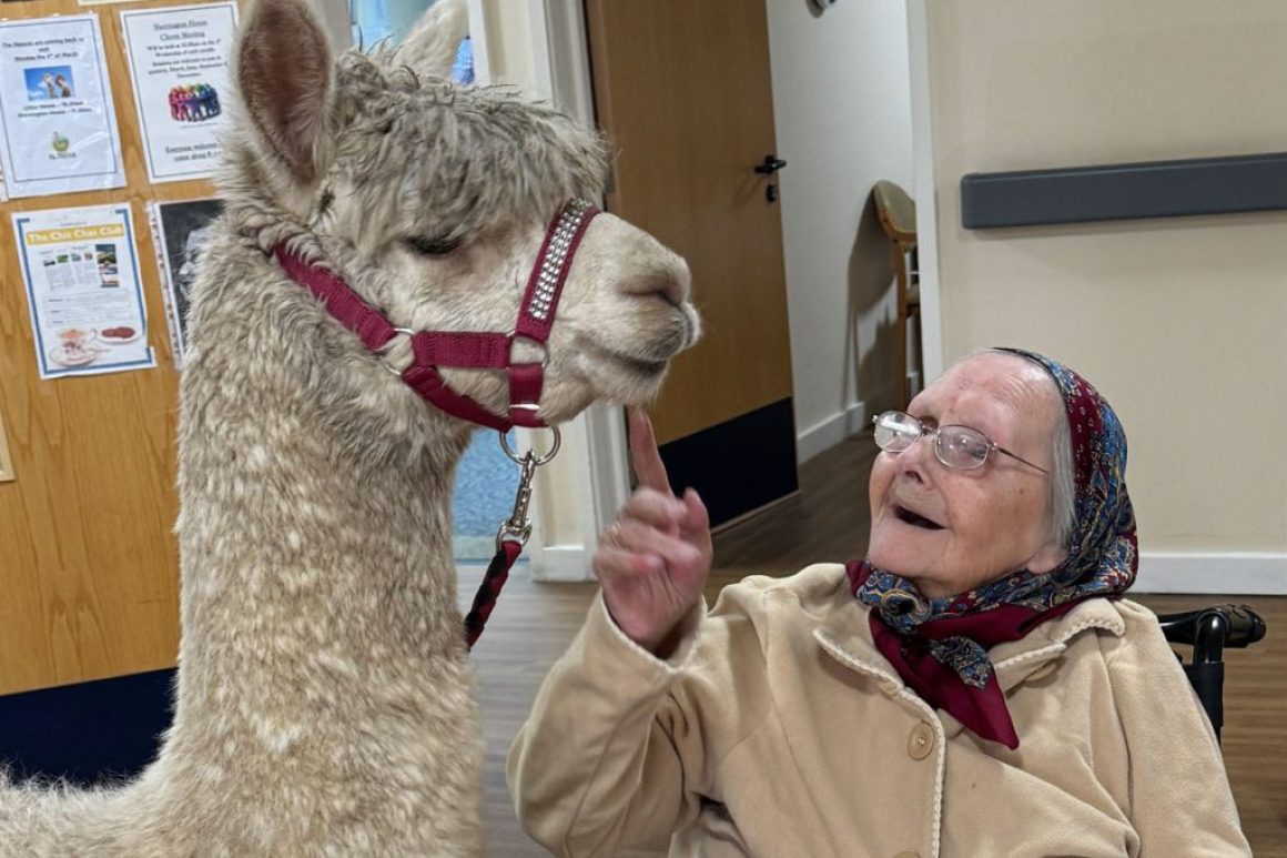 adorable alpacas visit care home clients main